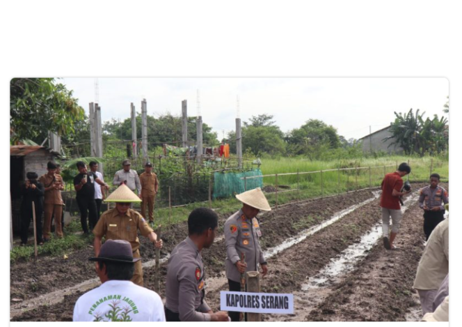 
					Dukung Kegiatan Penanaman 1 Juta Hektar Polri-Kementan, Polres Serang Tanam Jagung di Lahan 3,5 Hektar